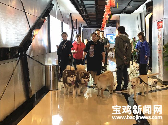 七犬影院，畅享高清电影盛宴的免费观影之旅